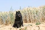 SCHIPPERKE 095